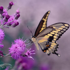 Flutterbys