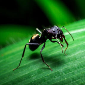 Ant Mill