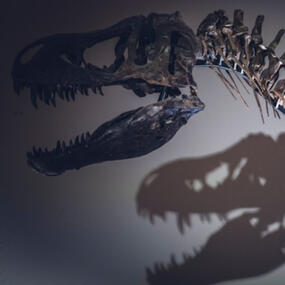 T. Rex